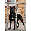 CANE CORSO MOLOSSOIDE ITALIANO